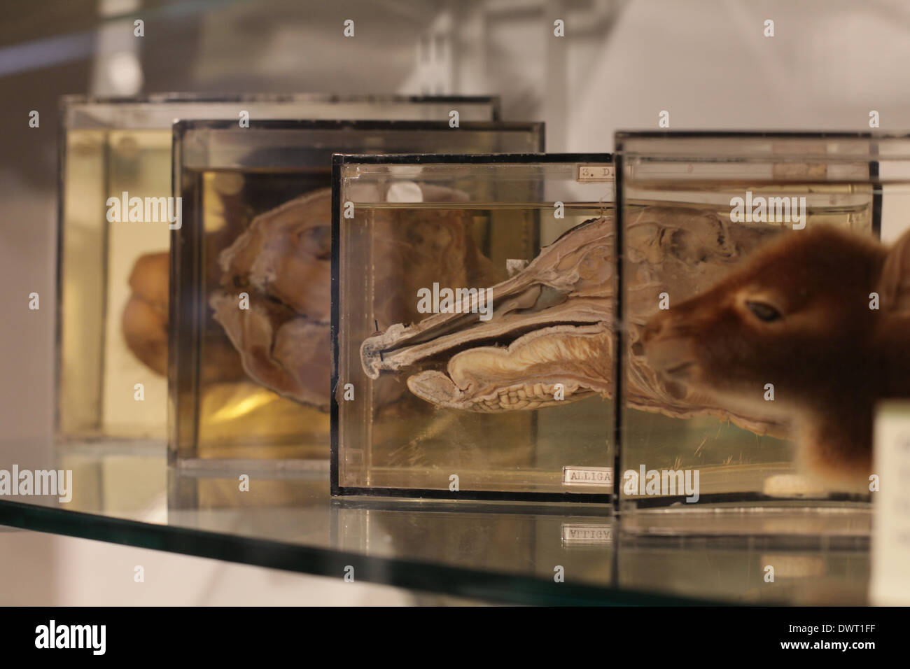 Grant Museum für Zoologie und vergleichende Anatomie, University College London (UCL) Stockfoto