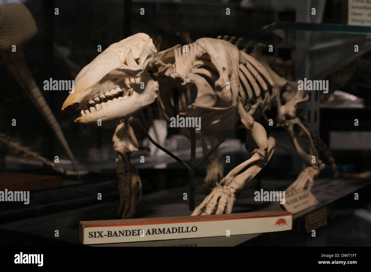 Grant Museum für Zoologie und vergleichende Anatomie, University College London (UCL) Stockfoto
