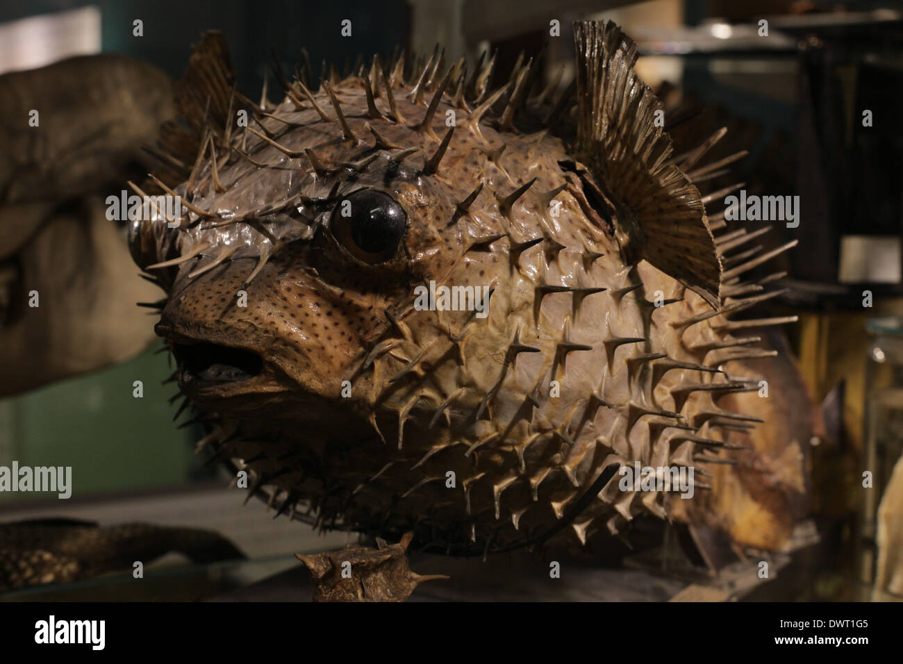 Grant Museum für Zoologie und vergleichende Anatomie, University College London (UCL) Stockfoto