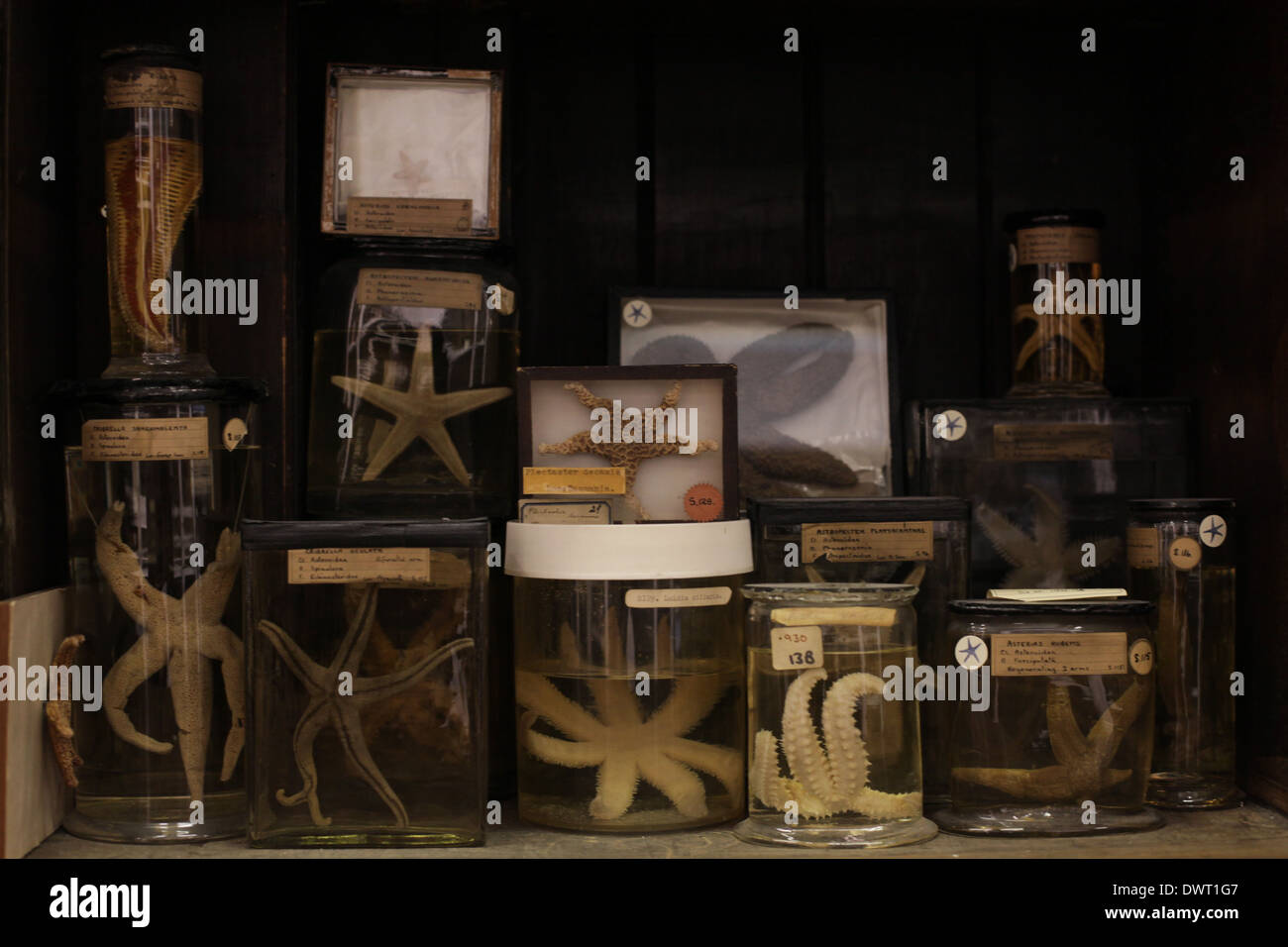 Grant Museum für Zoologie und vergleichende Anatomie, University College London (UCL) Stockfoto