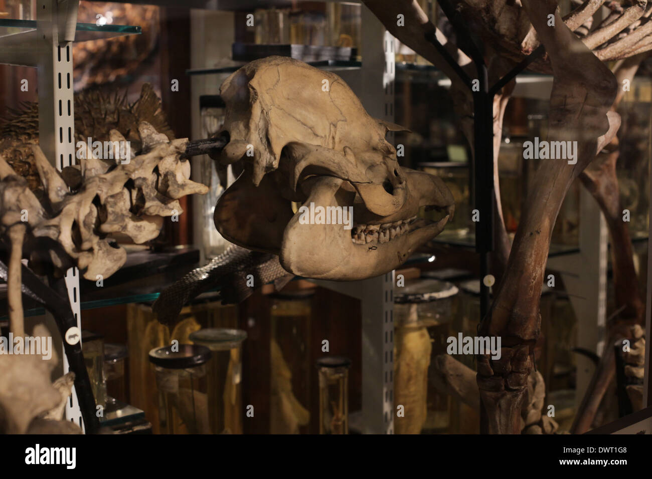 Grant Museum für Zoologie und vergleichende Anatomie, University College London (UCL) Stockfoto