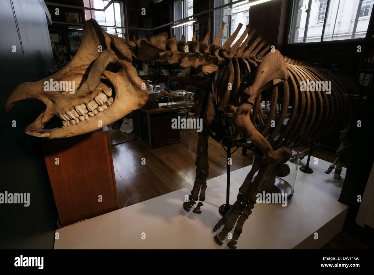 Grant Museum für Zoologie und vergleichende Anatomie, University College London (UCL) Stockfoto