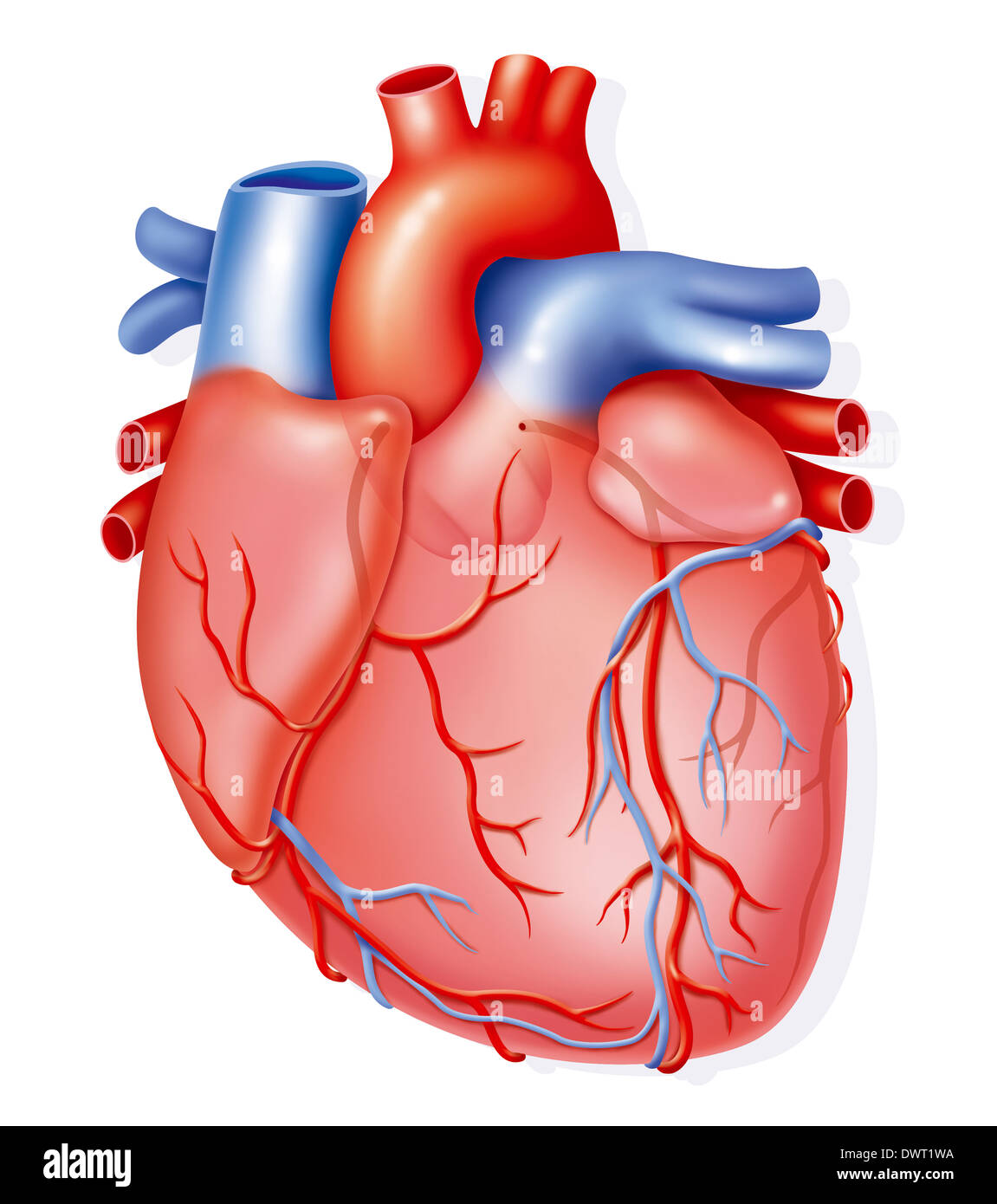 Herz, Abbildung Stockfoto