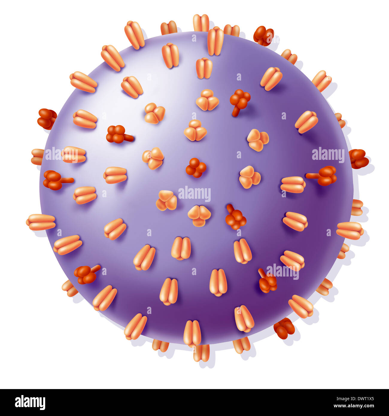 Influenza-Virus, Zeichnung Stockfoto