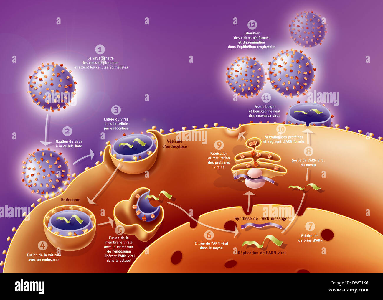 Influenza-Virus-Infektion Stockfoto