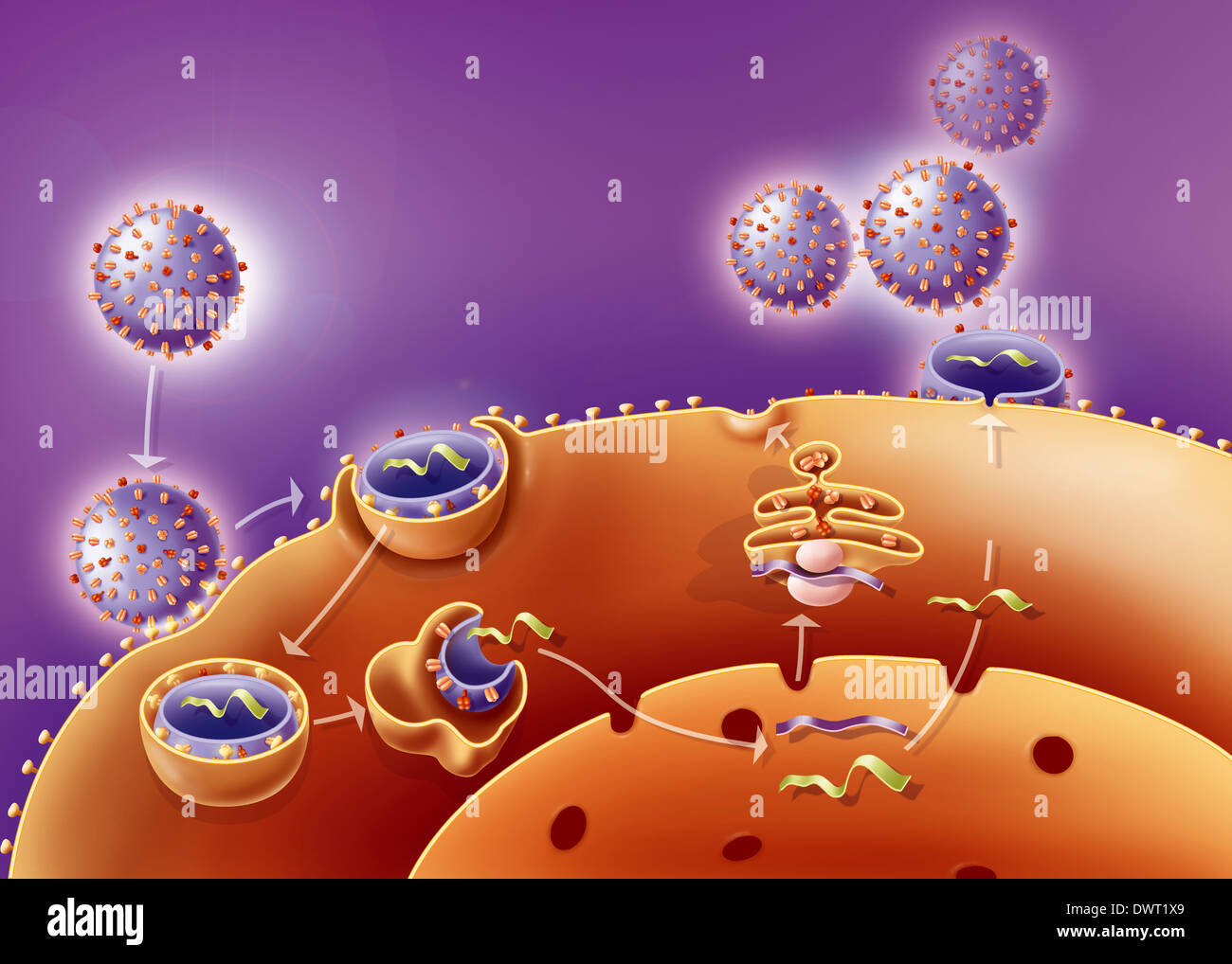 Influenza-Virus-Infektion Stockfoto