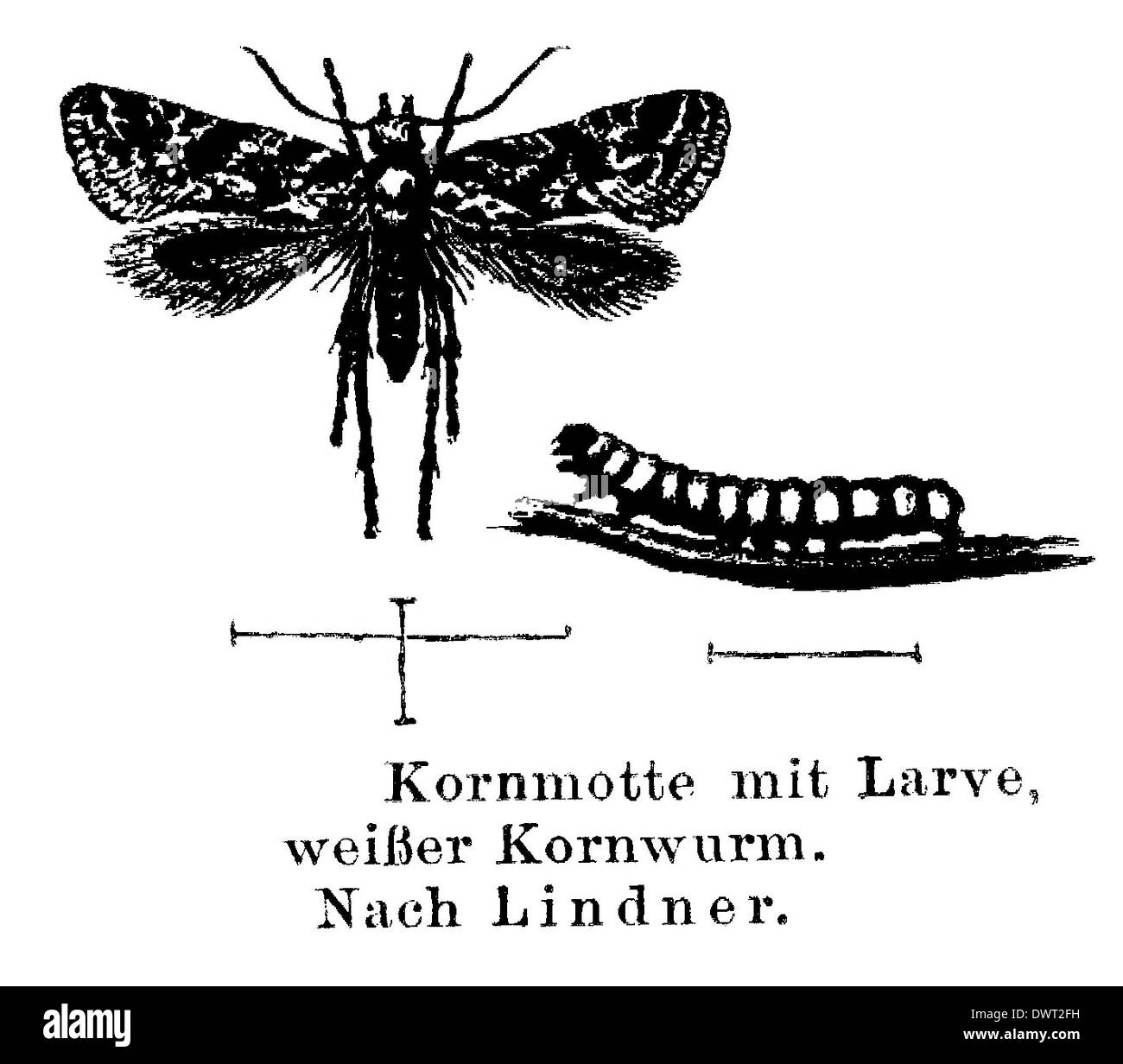 Korn-Motte mit Larve Stockfoto