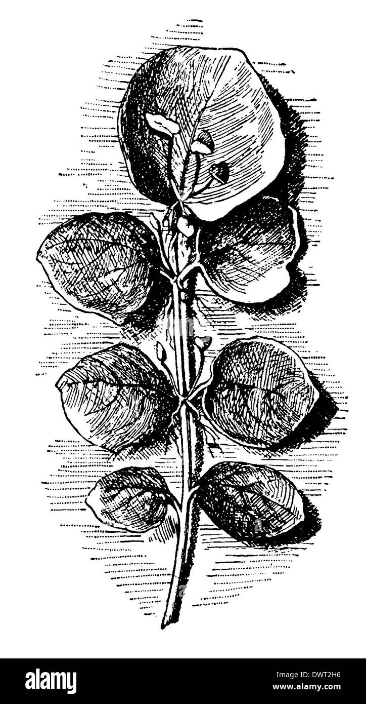 Kittel: Blatt mit Jungpflanzen Stockfoto