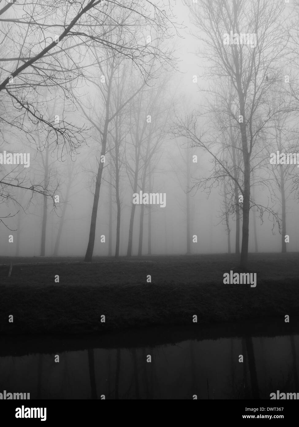 Hohe Bäume im Nebel, spiegelt sich in einem Fluss Stockfoto