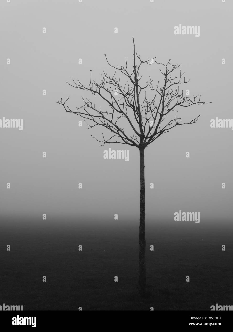 Ein einsamer Baum im Nebel in schwarz / weiß Stockfoto