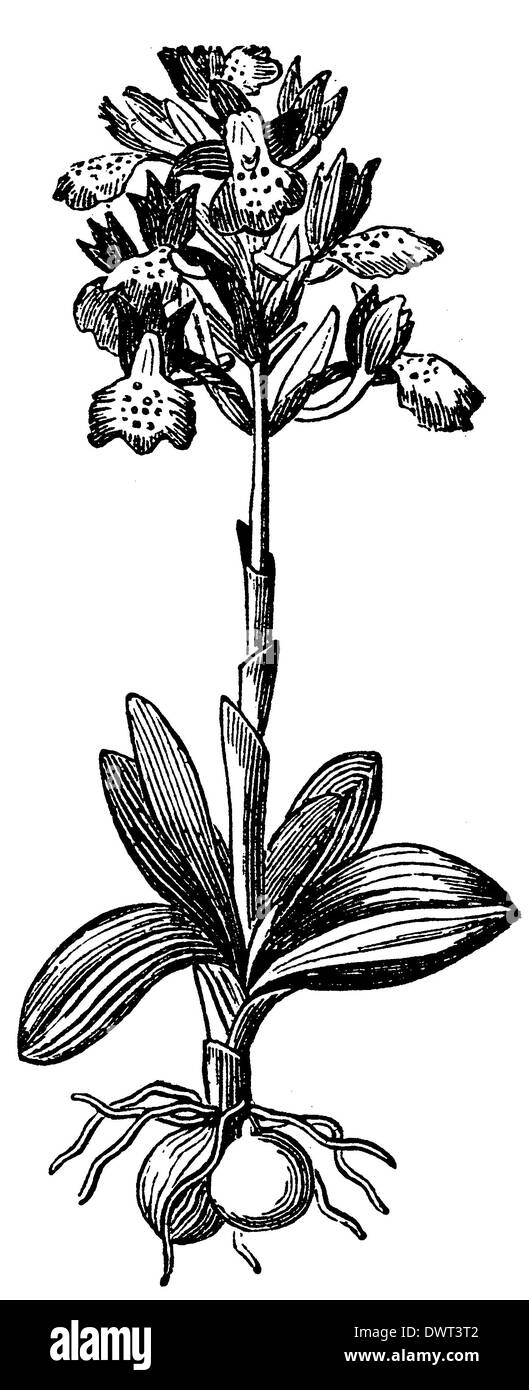 Knabenkraut Stockfoto