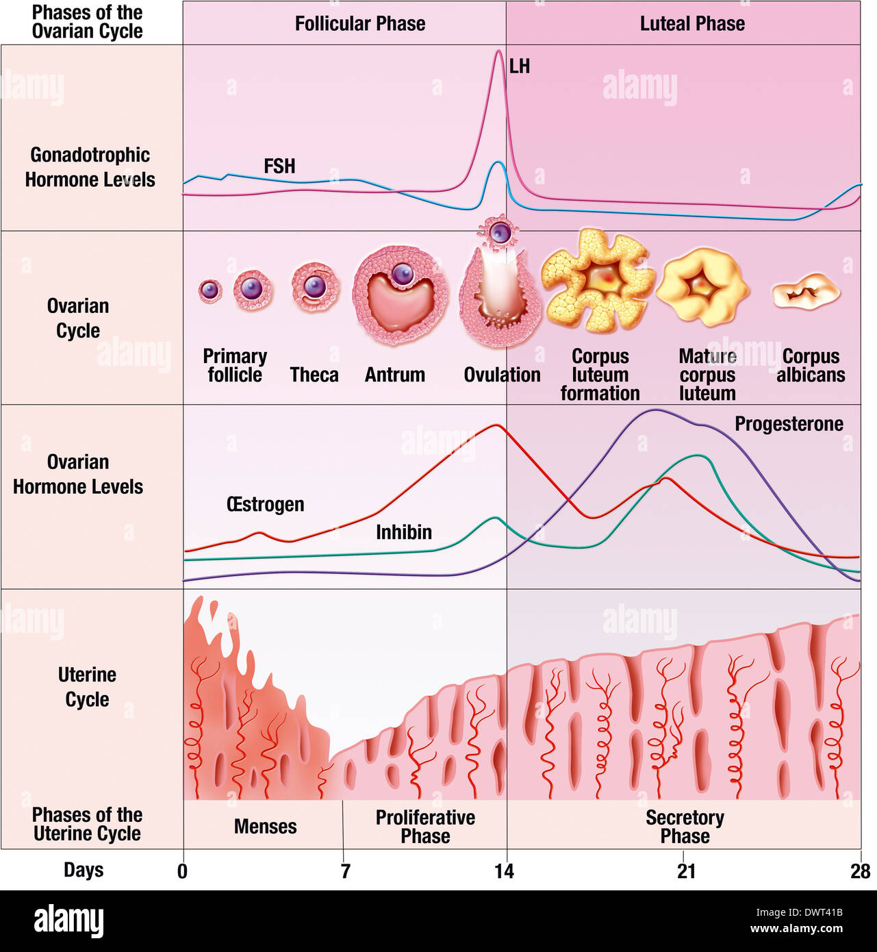 Menstruationszyklus Zeichnung Stockfotografie Alamy 