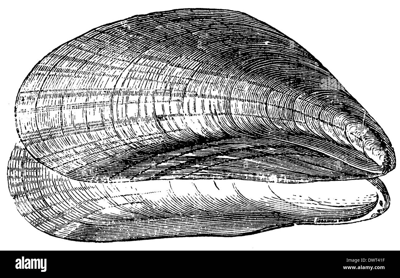 Muschel Stockfoto