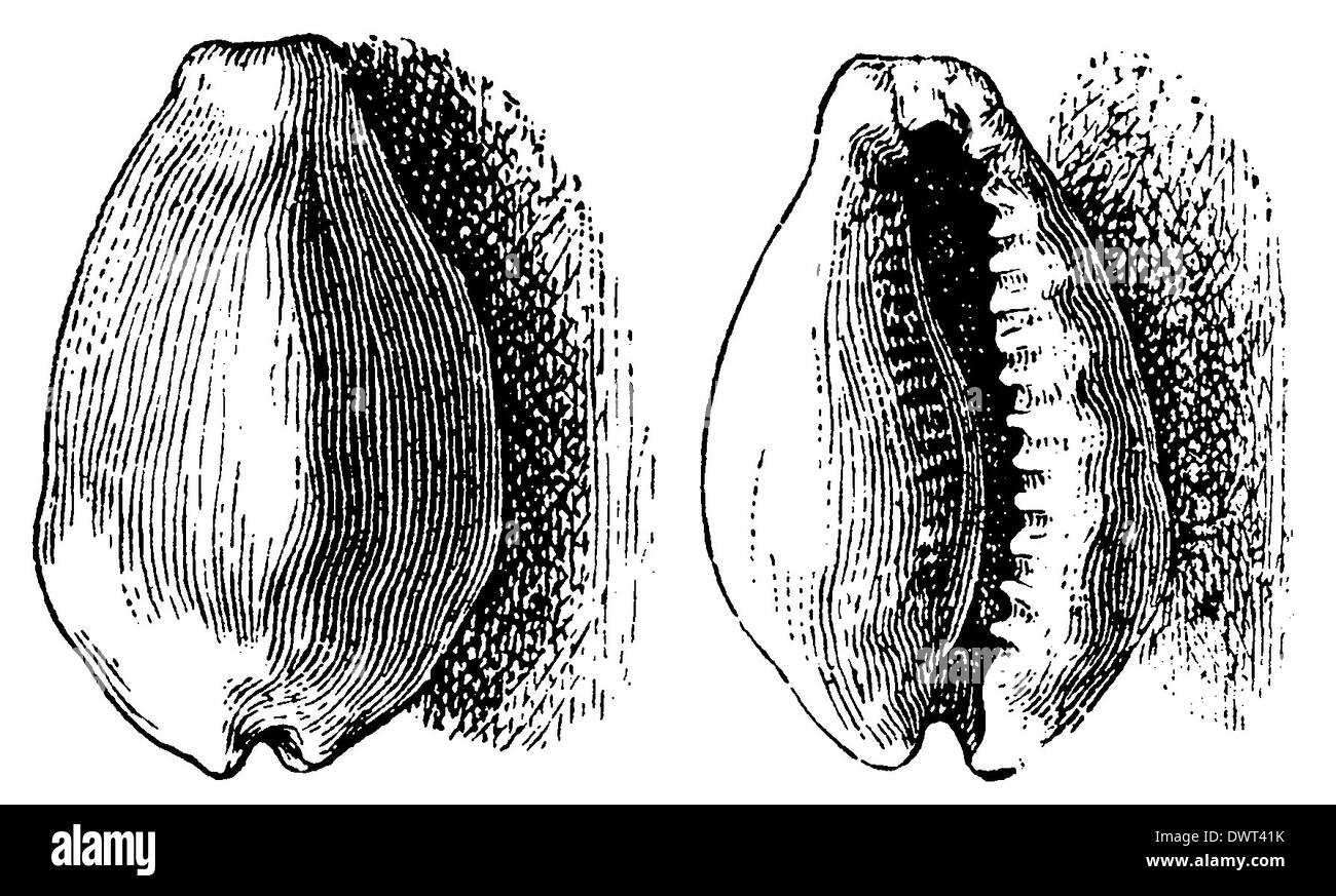 Kauri Stockfoto