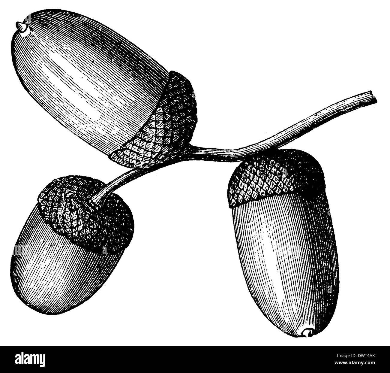 Eiche frucht -Fotos und -Bildmaterial in hoher Auflösung – Alamy