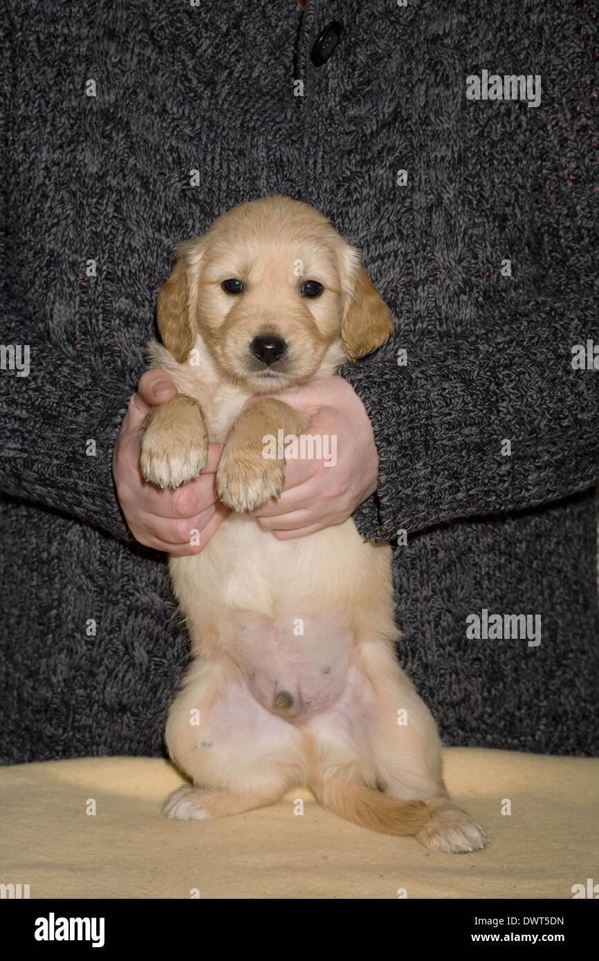 Rudi, Yorkbeach goldenen Meer Lad, 6 Wochen alten männlichen golden Retriever Welpe nimmt senkrecht zu den Kopf zeigen Stockfoto