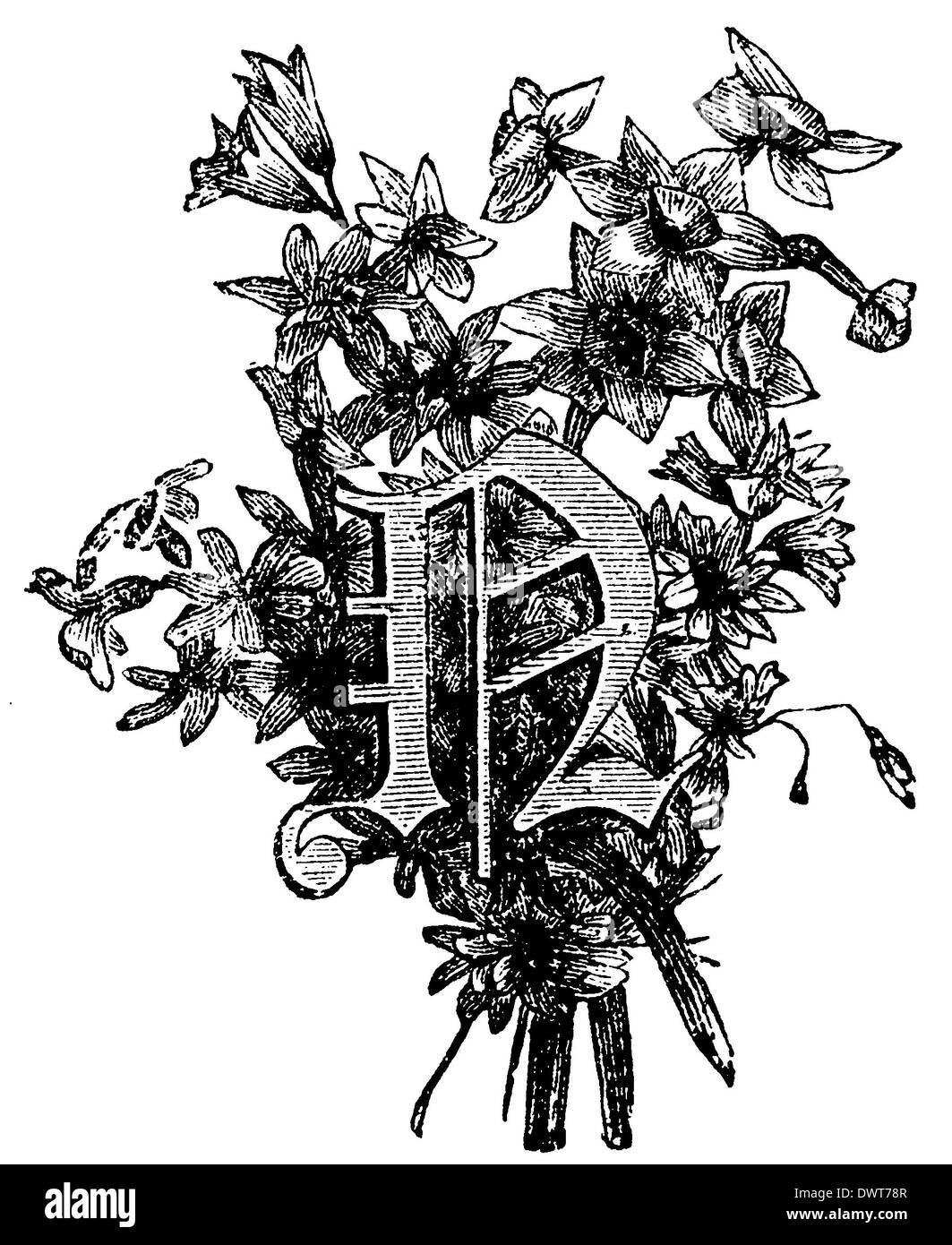 Alphabetisches Zeichen, Buchstaben N Stockfoto