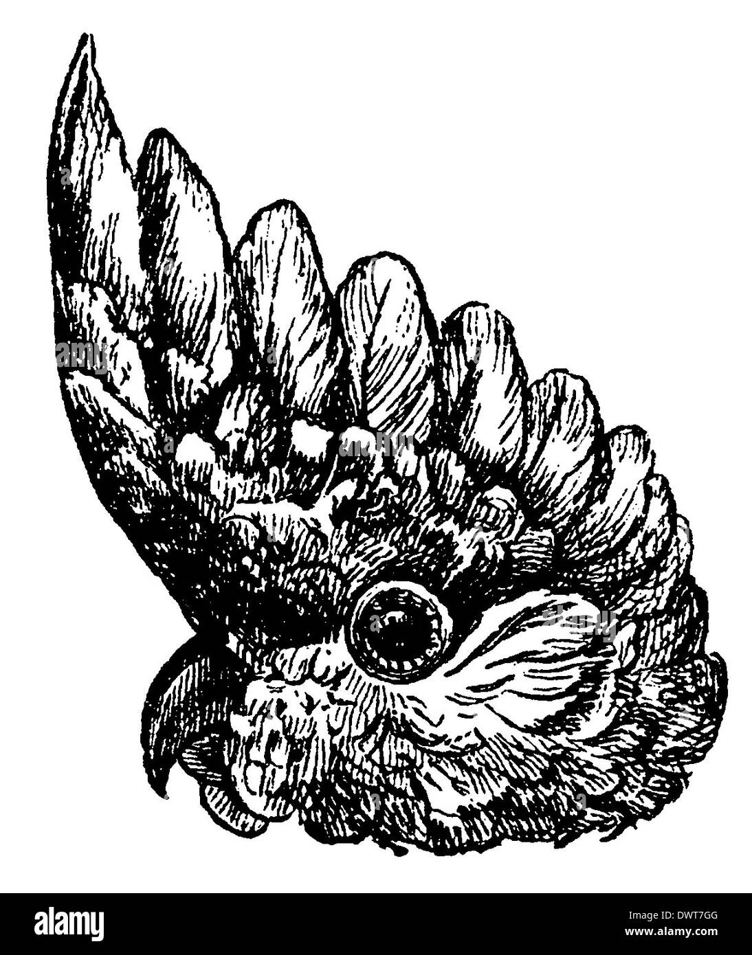 Kakadu: Kopf Stockfoto