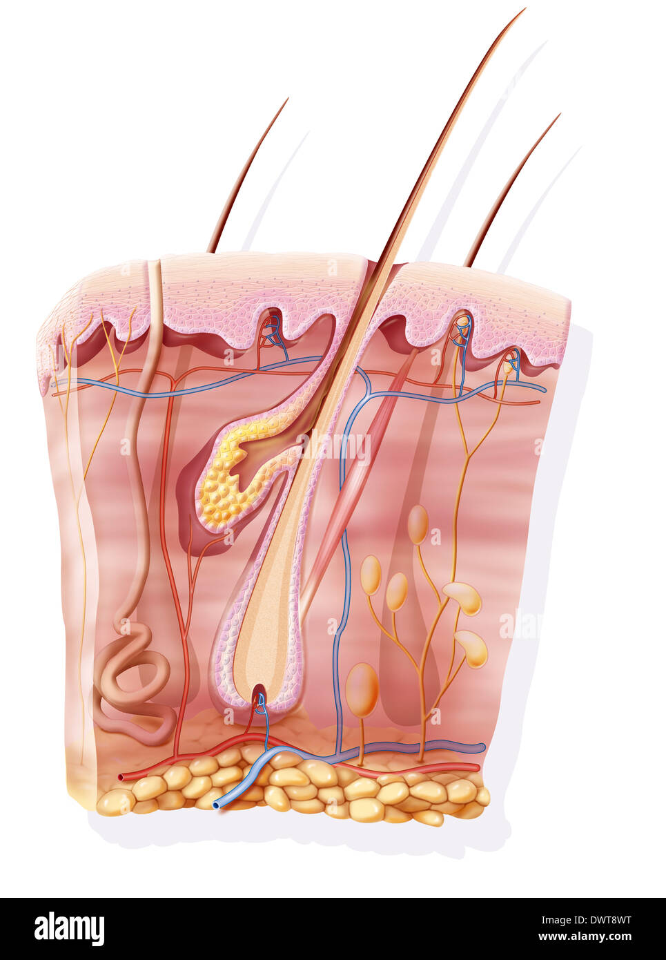 Haut und venen Stockfotos und bilder Kaufen Alamy
