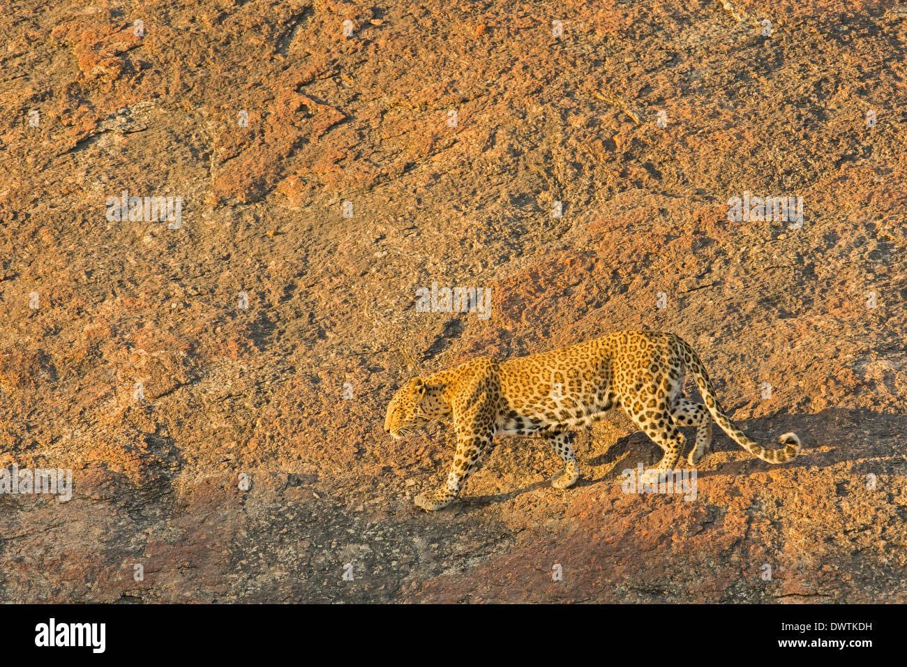Indischen Leoparden (Panthera Pardus Fusca) in das felsige Gelände Jawai Dam Heiligtum, Rajasthan, Indien Stockfoto