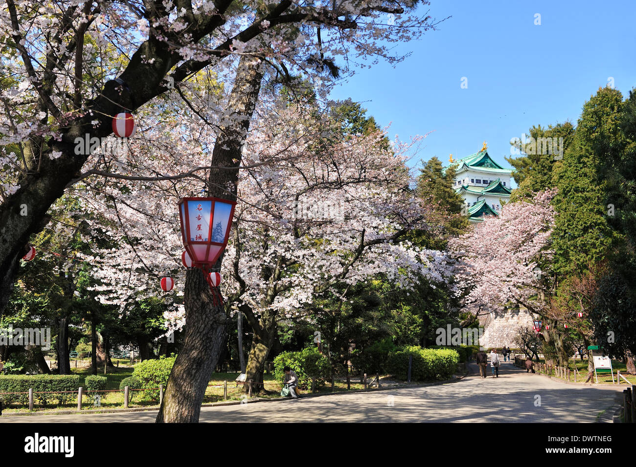 Blühende Kirschblütenbäume mit japanischem Schloss im Hintergrund. Frühling in Japan. Stockfoto