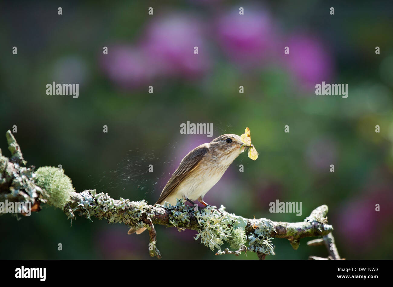 Grauschnäpper (Muscicapa Striata) Stockfoto
