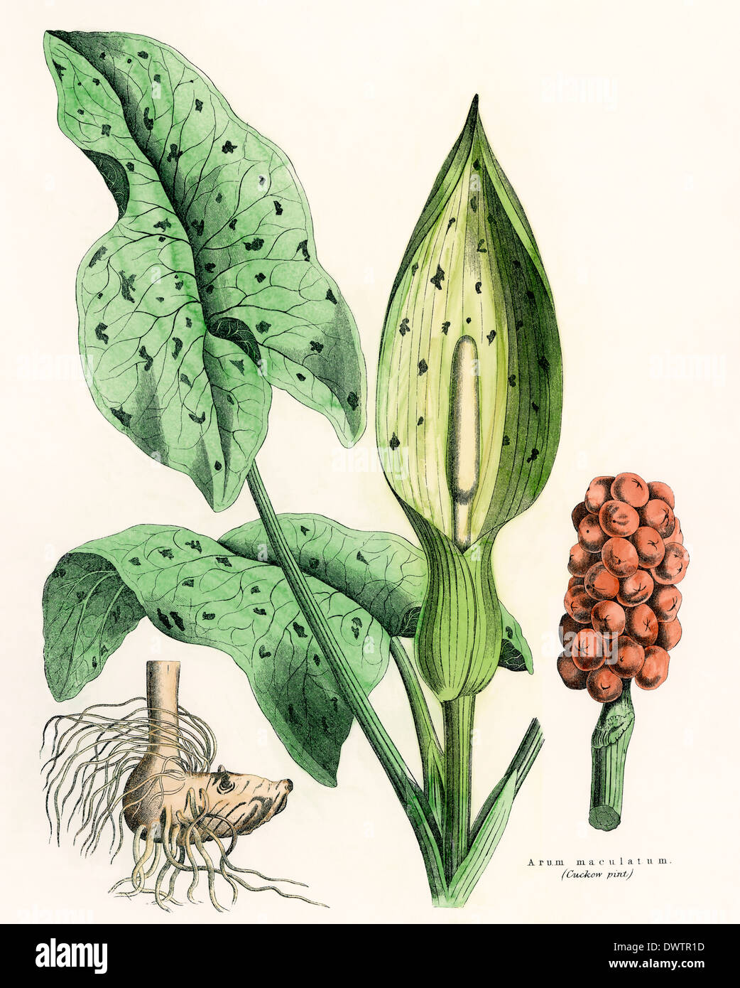 Arum maculatum Pflanze, Wurzeln und Früchte. Hand - farbige Holzschnitt Stockfoto