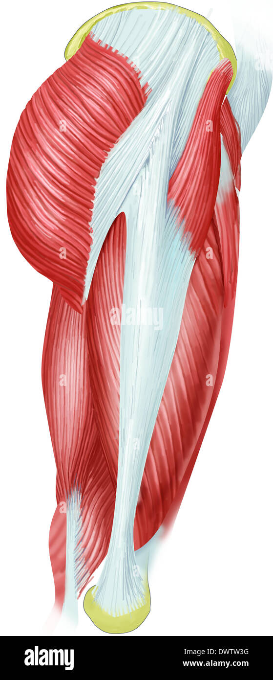 Muskel Oberschenkel zeichnen Stockfoto