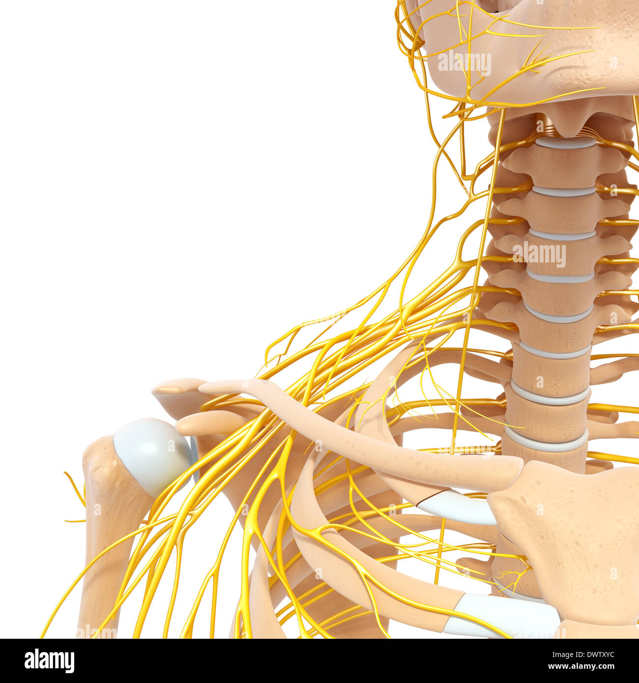 Peripheren Nervensystems Schulter zeichnen Stockfoto