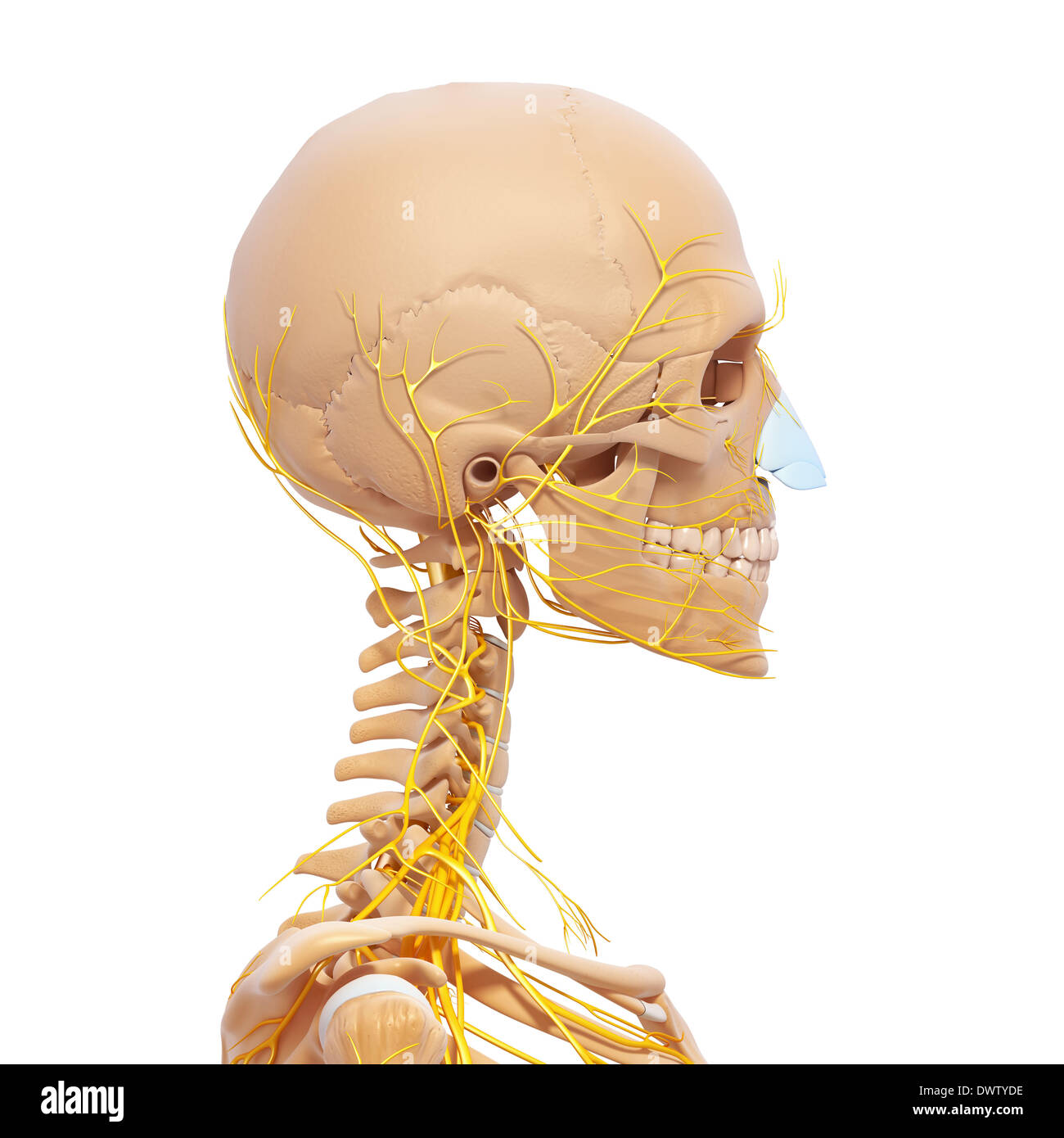 Peripheren Nervensystems Kopf Hals zeichnen Stockfoto