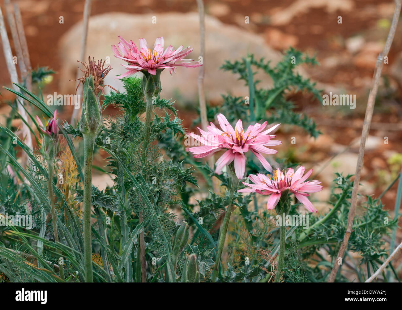 rosa Blüten in Nahaufnahme Natur Stockfoto