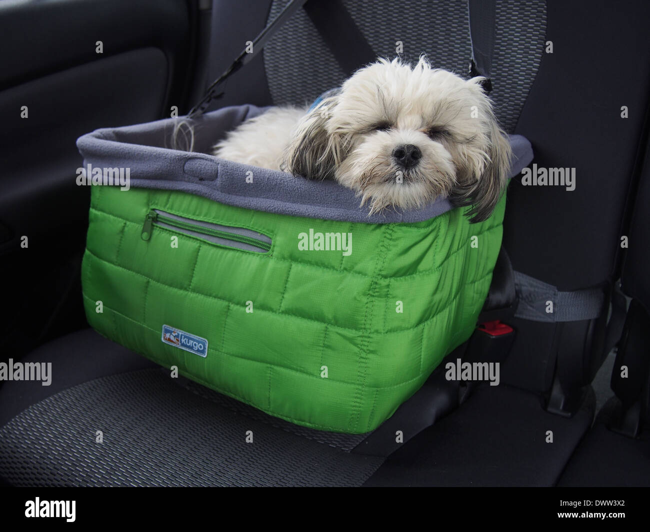 Verschlafene Shih Tzu Bichon Frise Mischling (a/k/a Zuchon oder Teddybär)  ist im Auto Sicherheit Korb, New York, USA gesichert Stockfotografie - Alamy