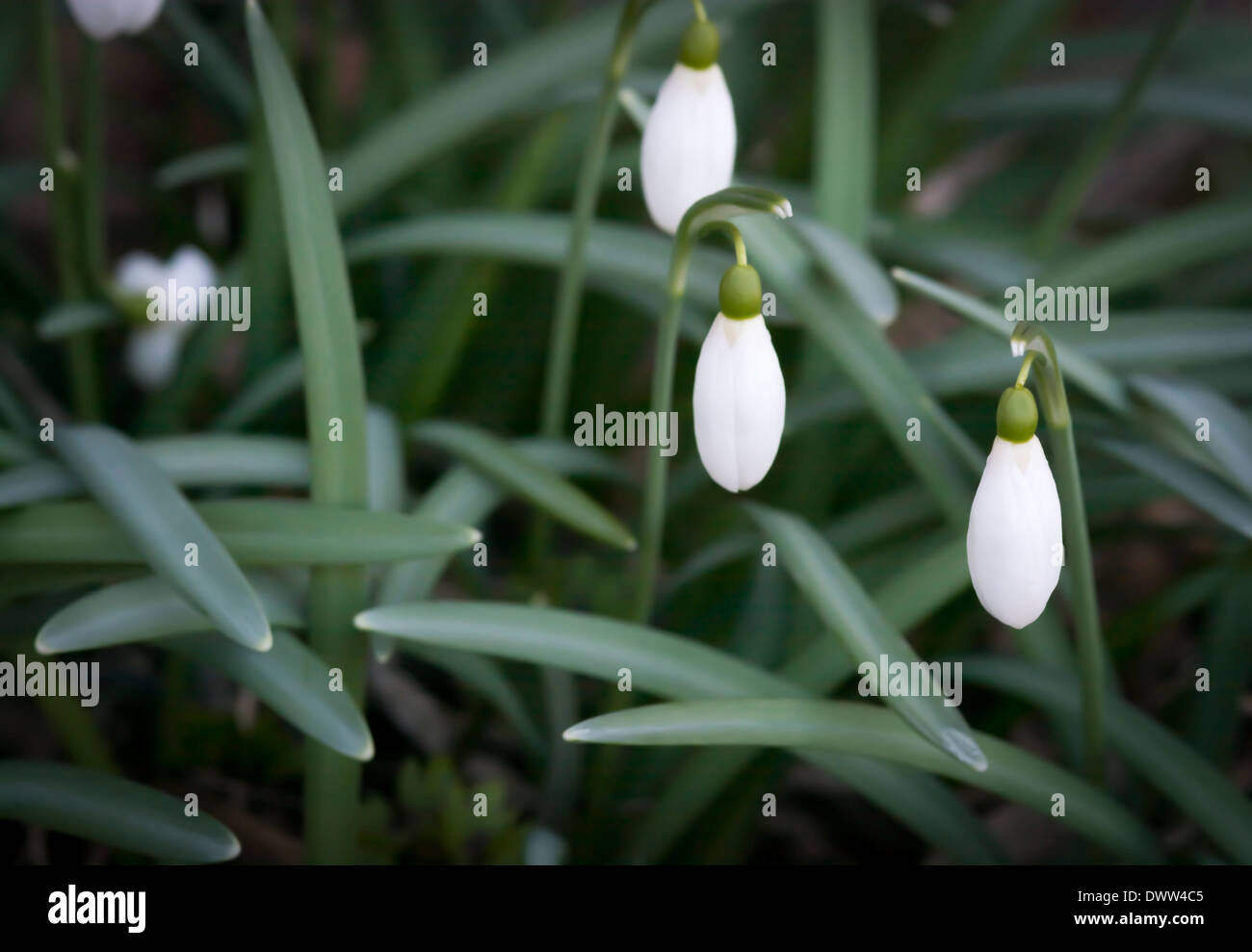 Schnee fällt, Galanthus Nivalis, im März. Stockholm, Schweden. Stockfoto