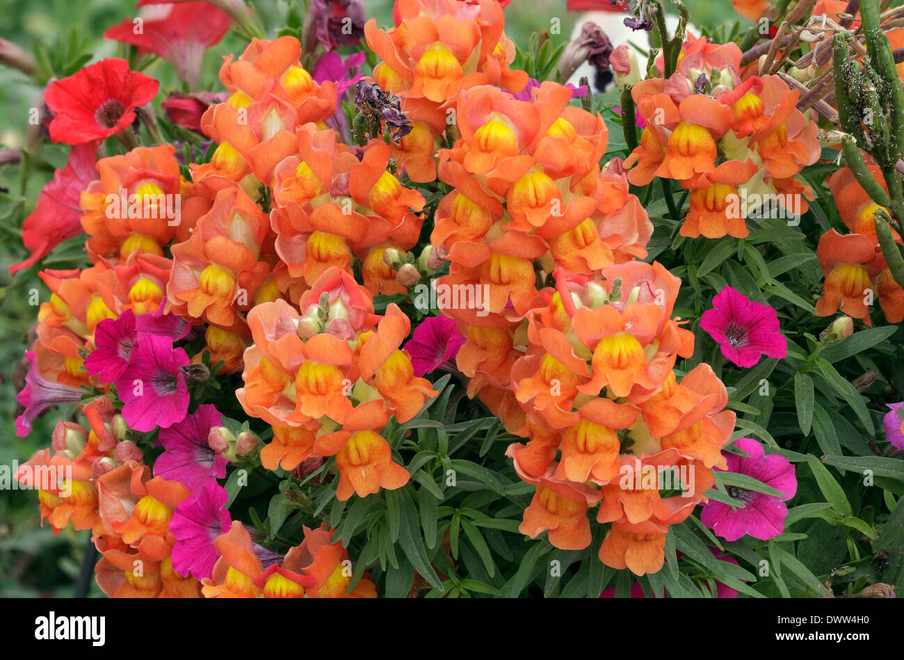 orange Blumen in Nahaufnahme Natur Stockfoto