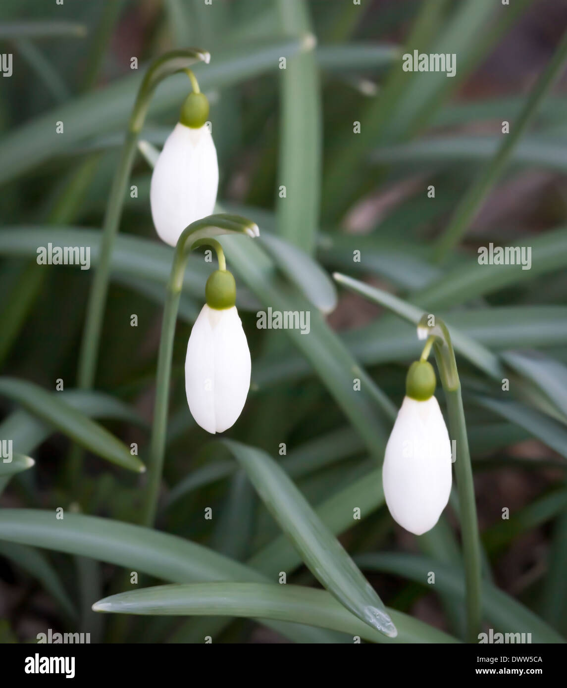 Schnee fällt, Galanthus Nivalis, im März. Stockholm, Schweden. Stockfoto