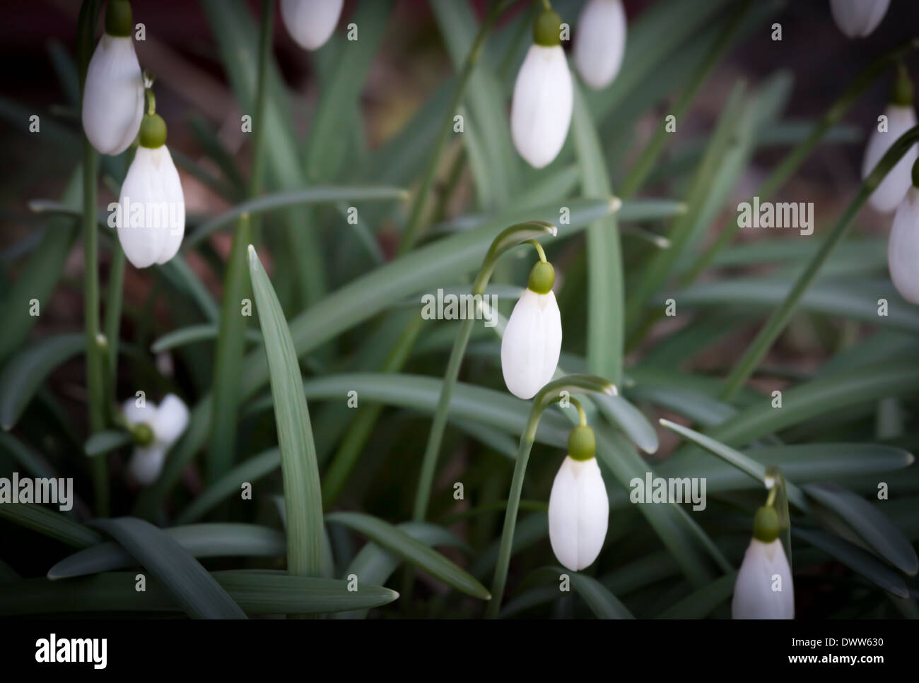 Schnee fällt, Galanthus Nivalis, im März. Stockholm, Schweden. Stockfoto