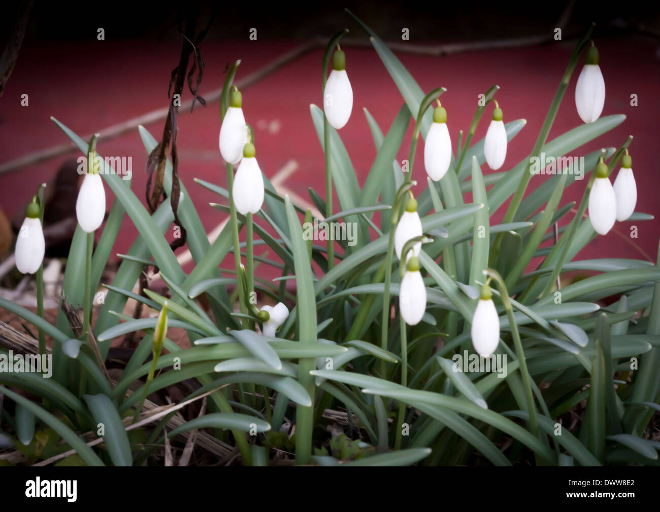 Schnee fällt, Galanthus Nivalis, im März. Stockholm, Schweden. Stockfoto