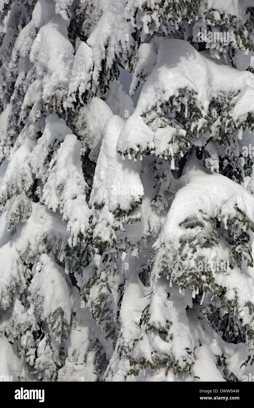 WASHINGTON - Nahaufnahme des Schnees bedeckt Baum auf Paintballanlage Berg in Wenatchee National Forest. Stockfoto