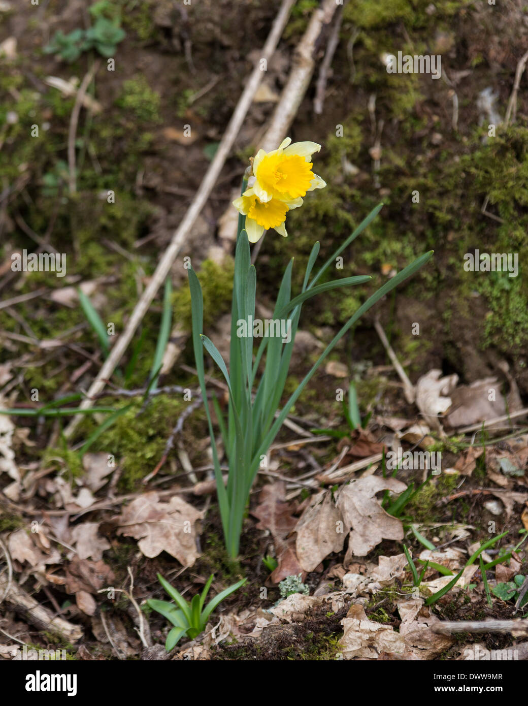 Eine wilde Narzisse wächst in Wäldern in Hampshire Stockfoto