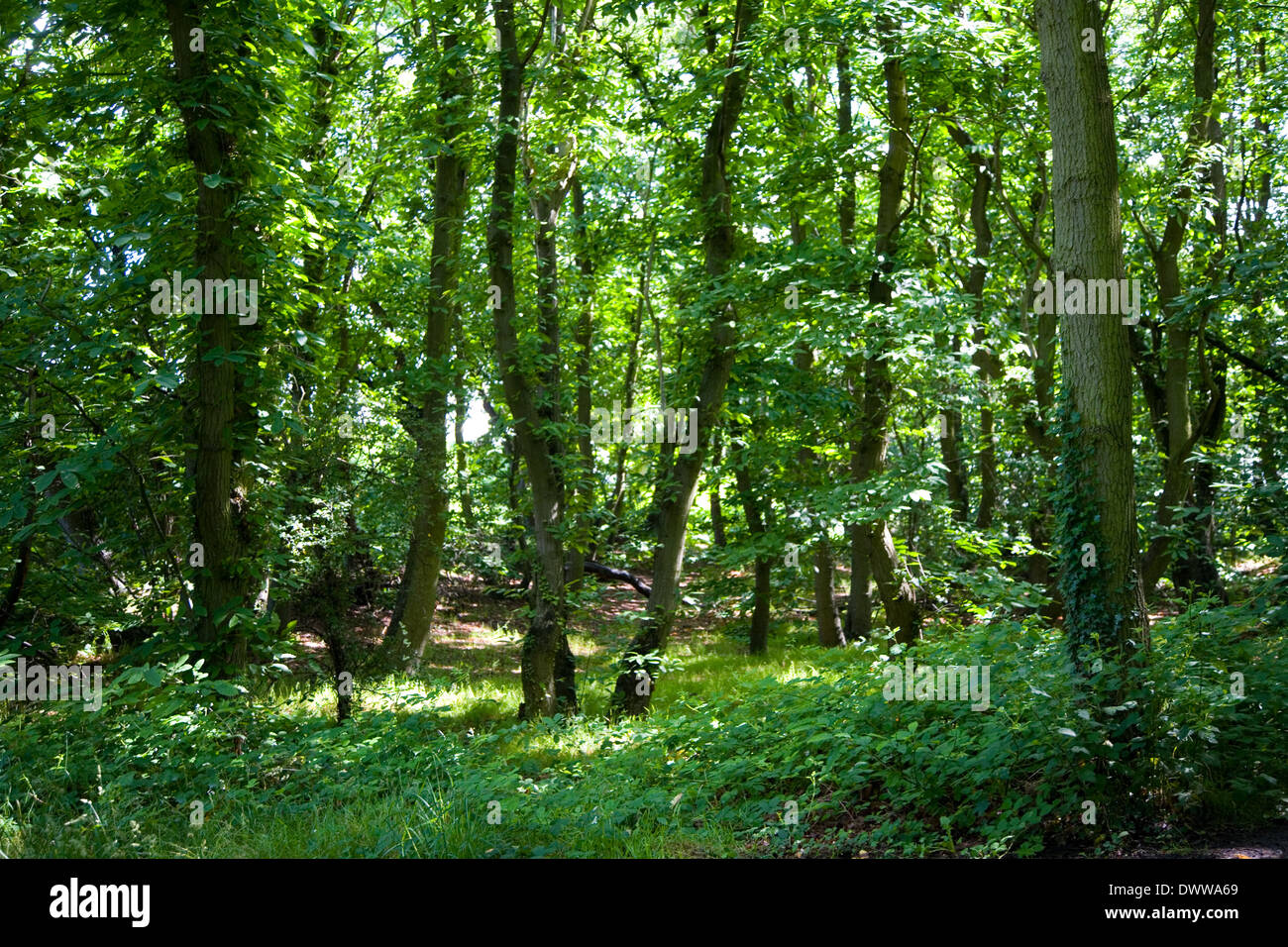 Baum Landschaft in Englisch Woodland Stockfoto