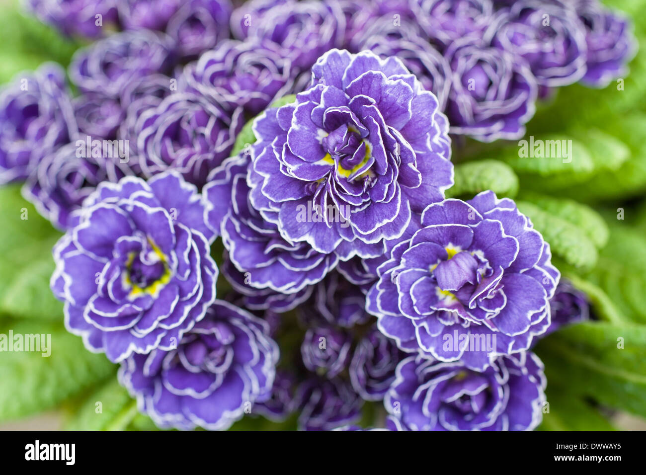 Lila zimmerpflanze -Fotos und -Bildmaterial in hoher Auflsung  Alamy