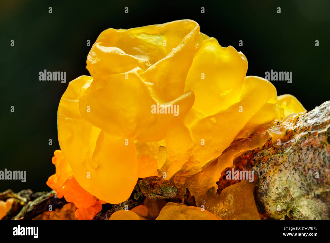 Tremella Mesenterica gelbe Gehirn, goldene Gelee-Pilz, gelbe Trembler und Witches' butter Stockfoto