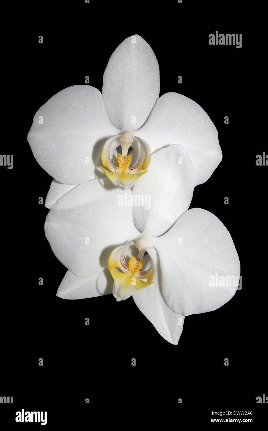 Weiße Phalaenopsis-Orchideen auf schwarzem Hintergrund isoliert Stockfoto