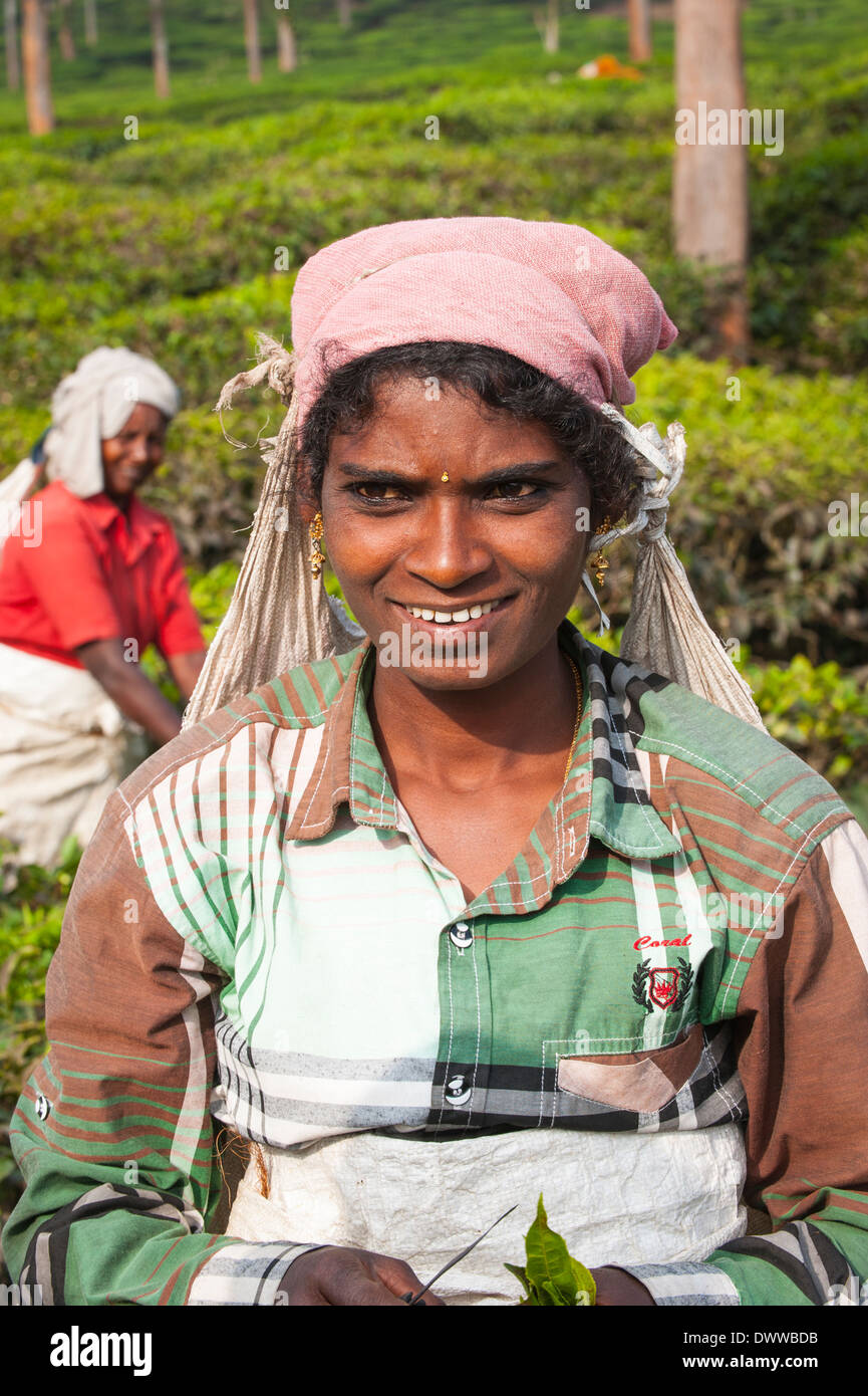 Süd Indien Kerala munnar Landwirtschaft Bauernhof Kaffee Hill Plantation Immobilien frau frau frau Landwirtschaft picker Nahaufnahme lächelnde Frauen Menschen Stockfoto