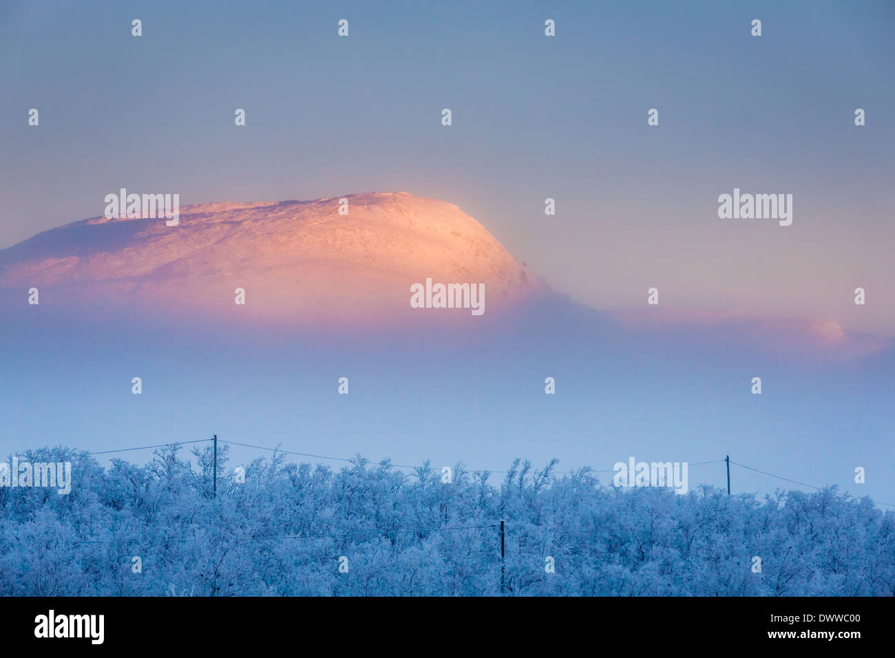 Bäume in die gefrorene Landschaft, kalten Temperaturen so niedrig wie-47 Celsius, Lappland, Schweden Stockfoto