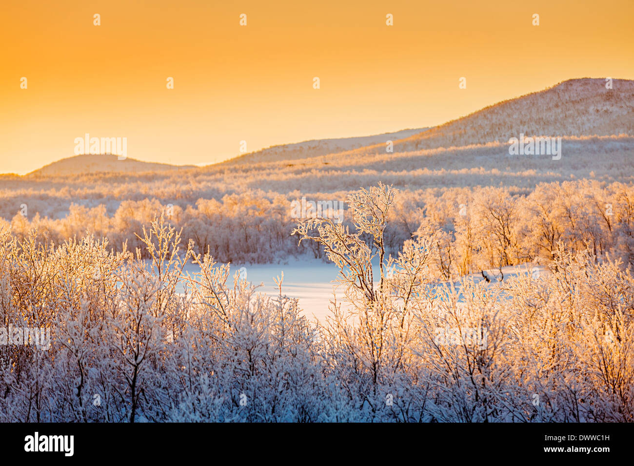 Sonnenuntergang und Bäume in die gefrorene Landschaft, kalten Temperaturen so niedrig wie-47 Celsius, Lappland, Schweden Stockfoto