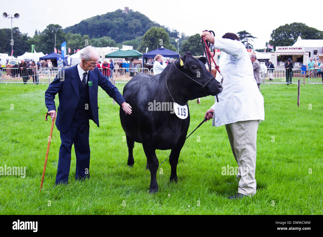 Aberdeen Angus-Rinder auf einer Landwirtschaftsausstellung gezeigt werden Stockfoto