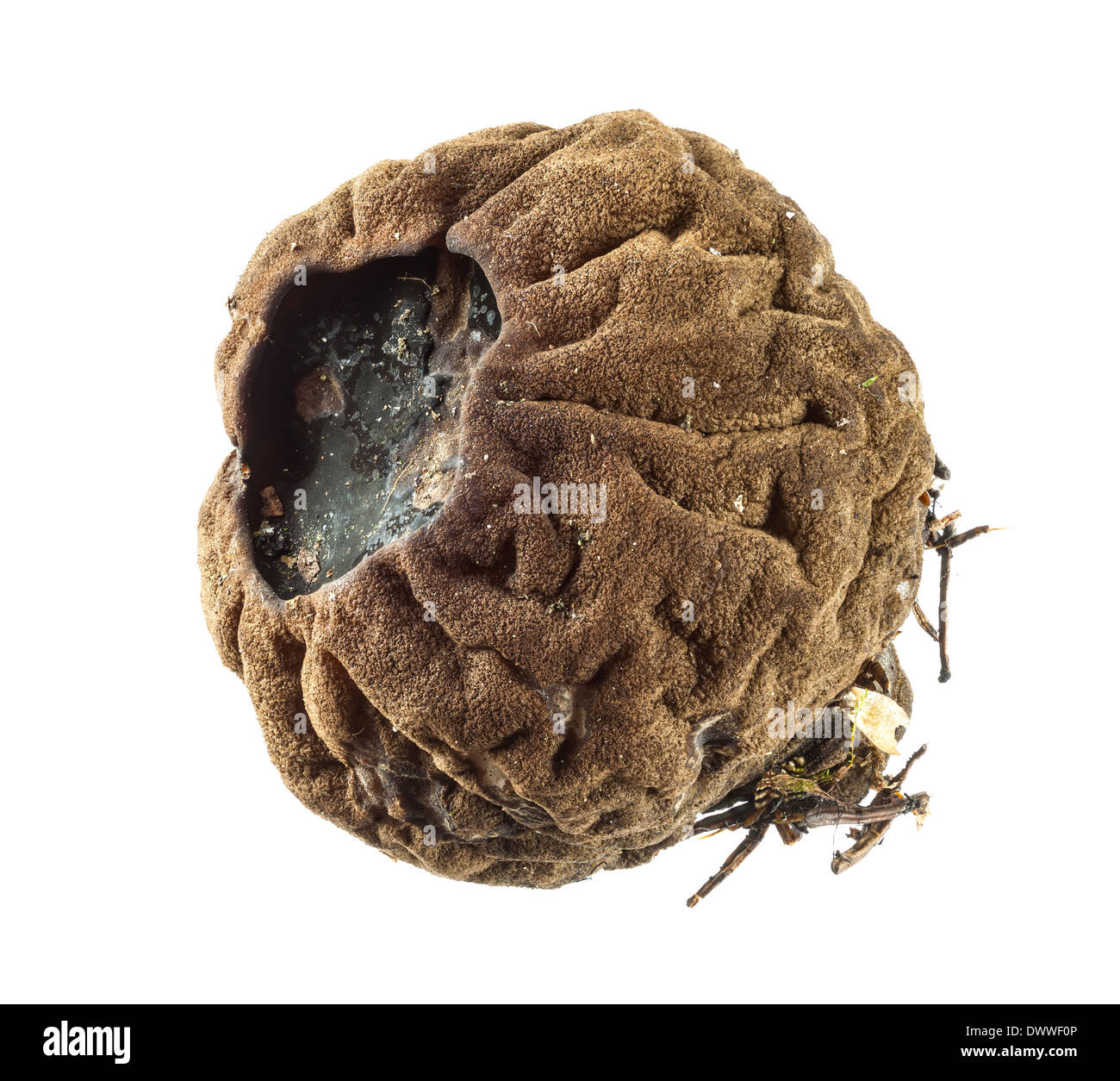 Sarcosoma Globosum Pilz Stockfoto