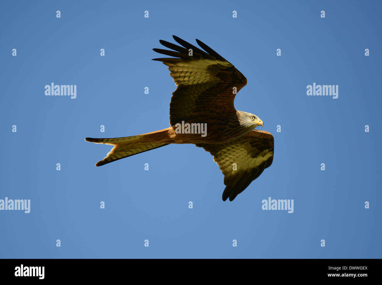 Rotmilane bei Gigrin Farm Kite Center Rotmilan Futterstation in Rhayader in Powys Wales Uk Stockfoto