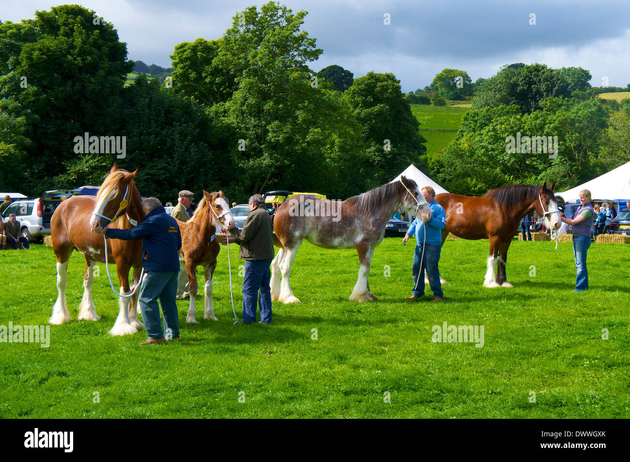 Schweres Pferd und Besitzer bei einem Agricultural Show beurteilt zu werden Stockfoto